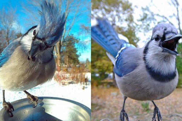 20+ Incredible Photos Of Birds Caught On A Hidden Camera In A Bird Feeder