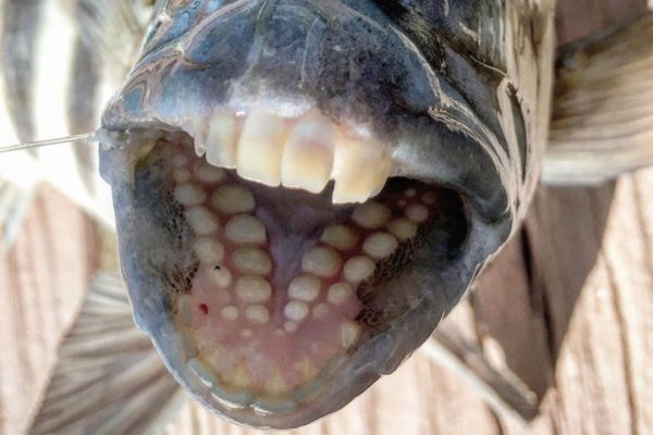 Meet The Amazing Sheepshead Fish With Human Teeth