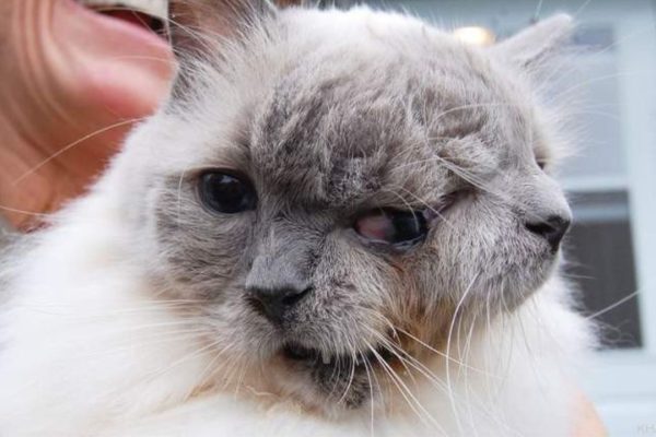 Get Yourself Introduced With The World’s Longest Living Two-Headed Cat