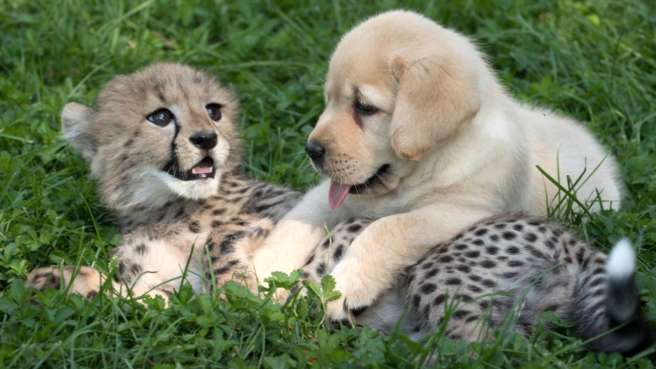 Zoo Gave Their Emotional Support Dog To The Shy Cheetahs