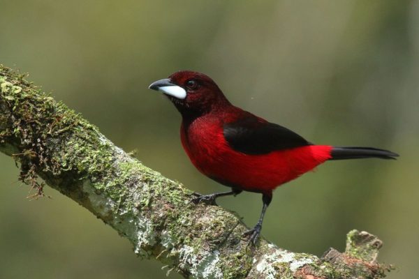 Blood of the bull Crimson-Backed Tanager