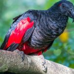 The Dracula Parrot