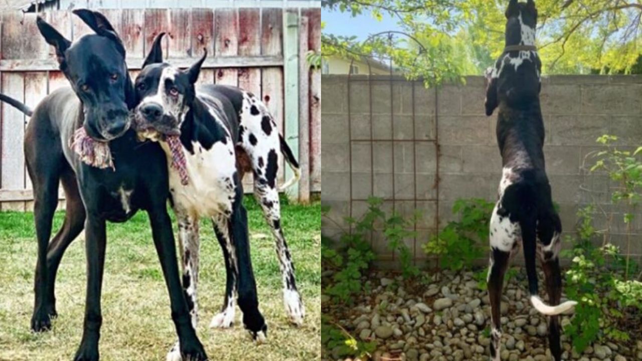 Dog Uses A Stool To See His Great Dane Friends