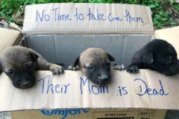 Kind Boy Saves Three Puppies, Left Out In A Box After Their Mother’s Death