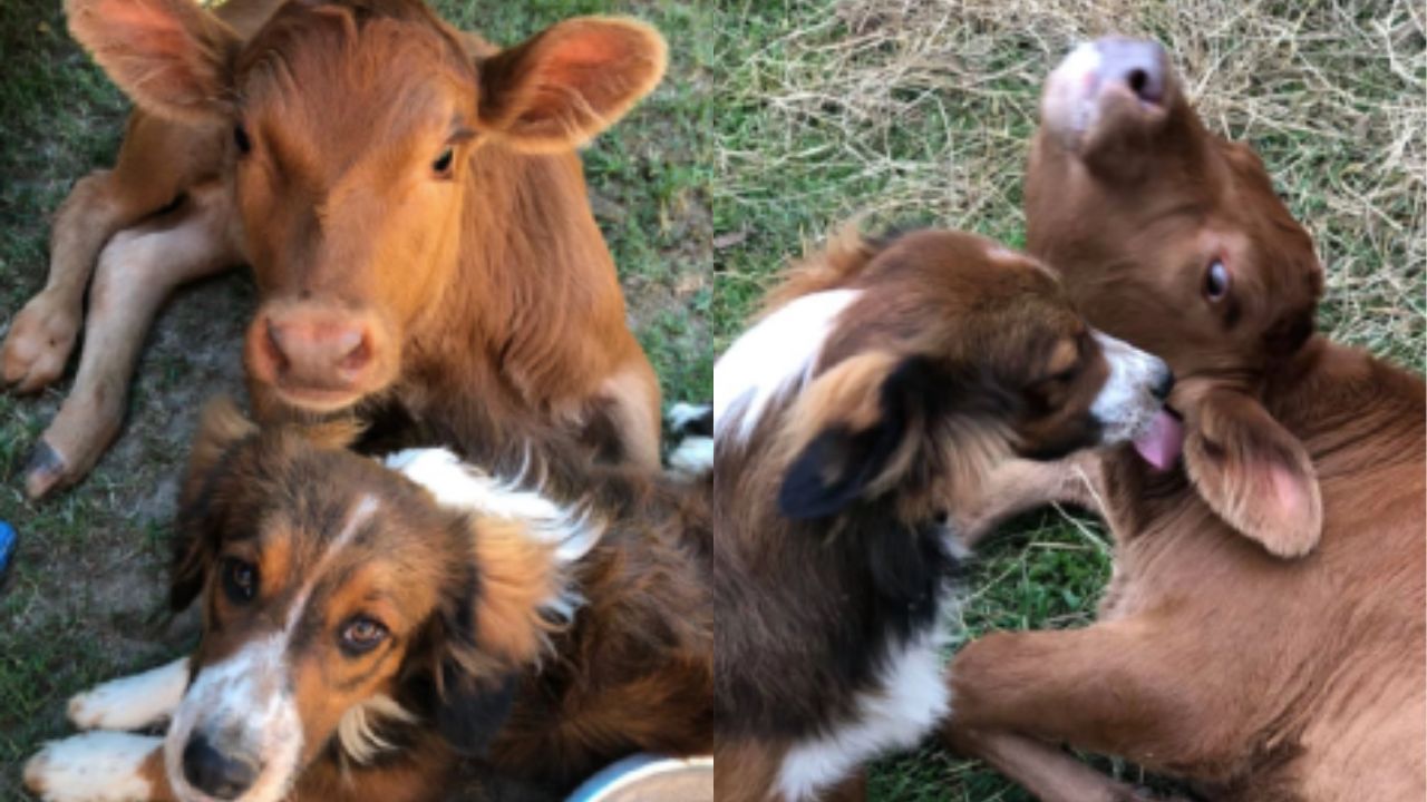 Dog Takes Care Of Cow With Deformed Legs And Be Her New Caretaker