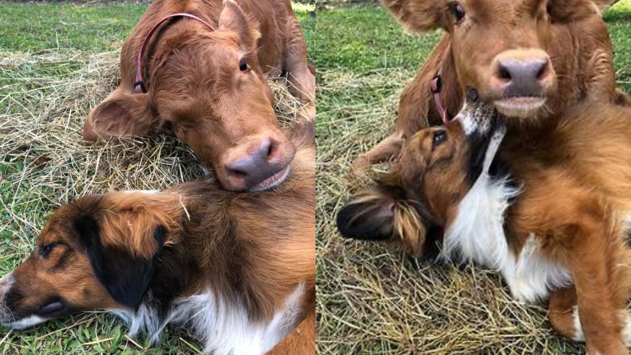 Dog Takes Care Of Cow With Deformed Legs And Be Her New Caretaker