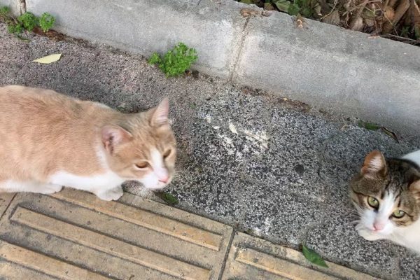 A Homeless Cat Feeds And Takes Care Of His Disabled Stray Cat Friend