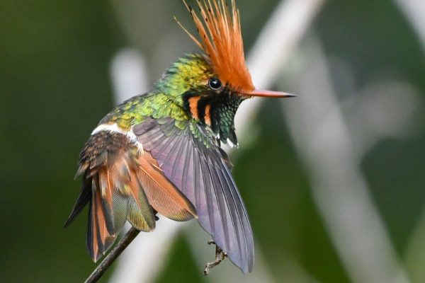 The Rufous-Crested Coquette,