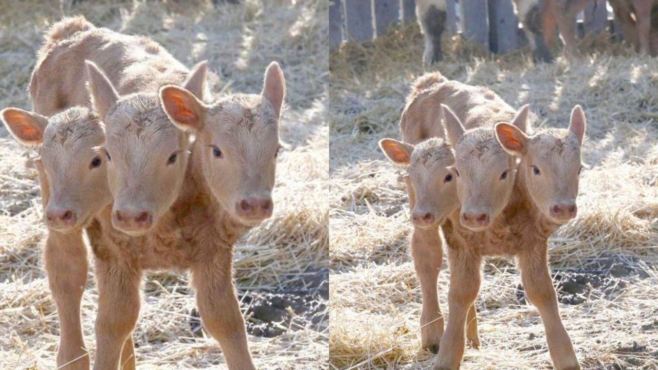 Saskatchewan Locals Are Amazed To See A Three-Headed Calf