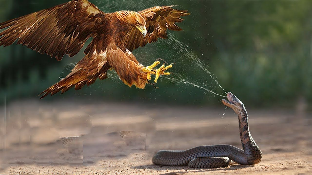 The Snake Struggles To Withstand The Eagle’s Attack And The Unexpected Denouement