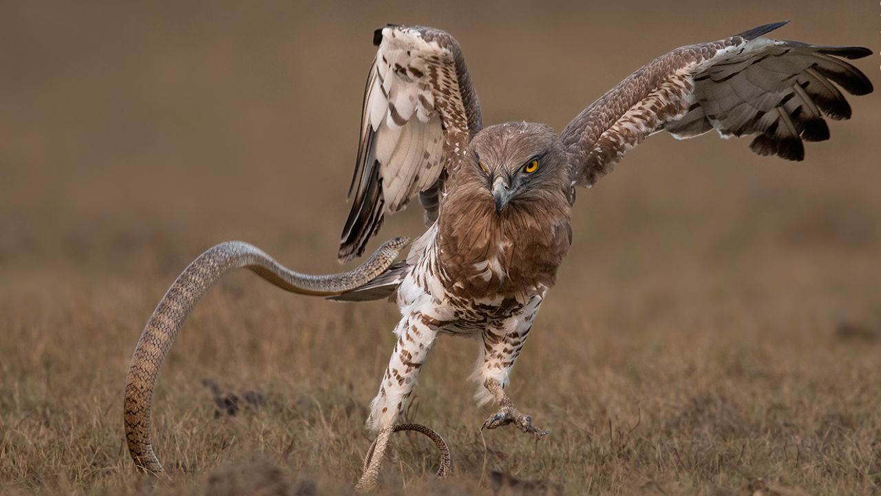 The Snake Struggles To Withstand The Eagle’s Attack And The Unexpected Denouement
