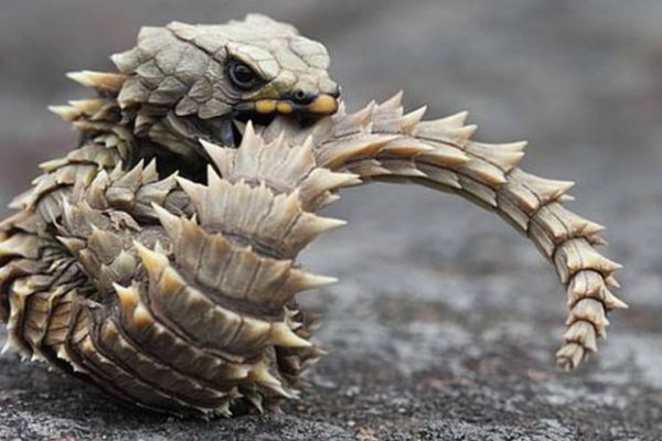 People Can’t Get Enough Of The Armadillo Lizard As It Looks Like A Tiny Dragon