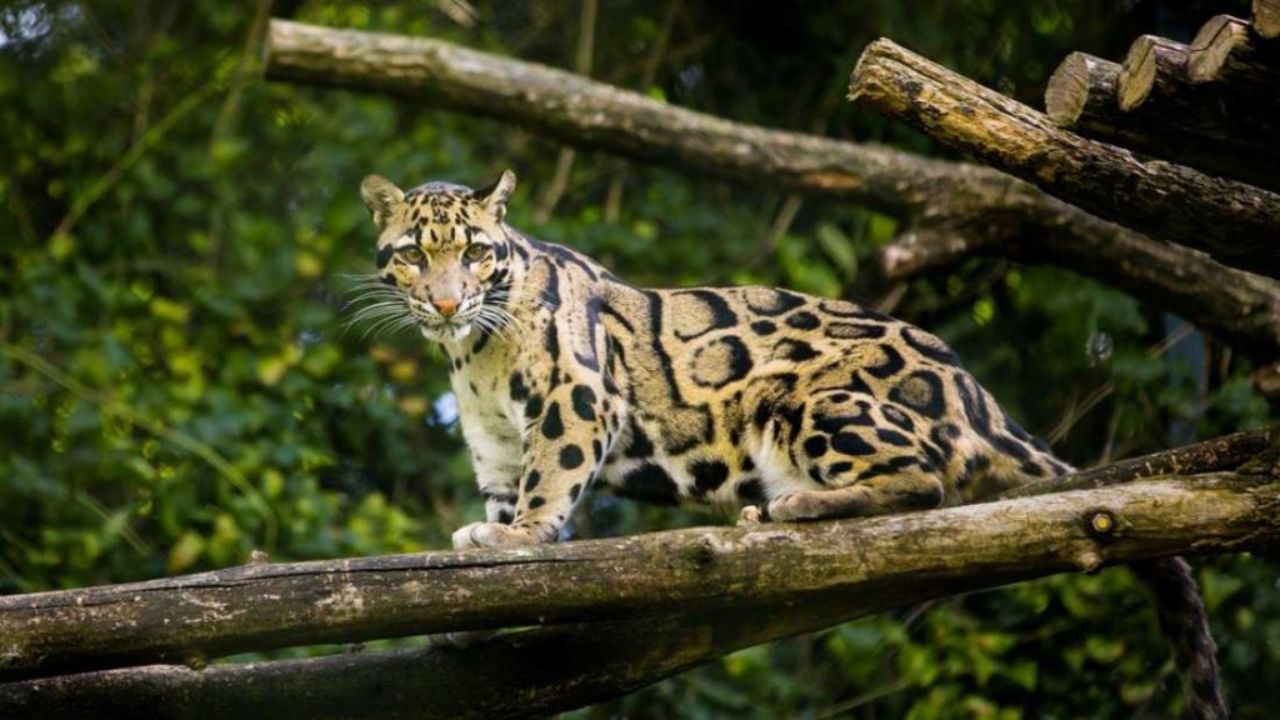 “Extinct” Leopard Taiwan Formosan Clouded leopard