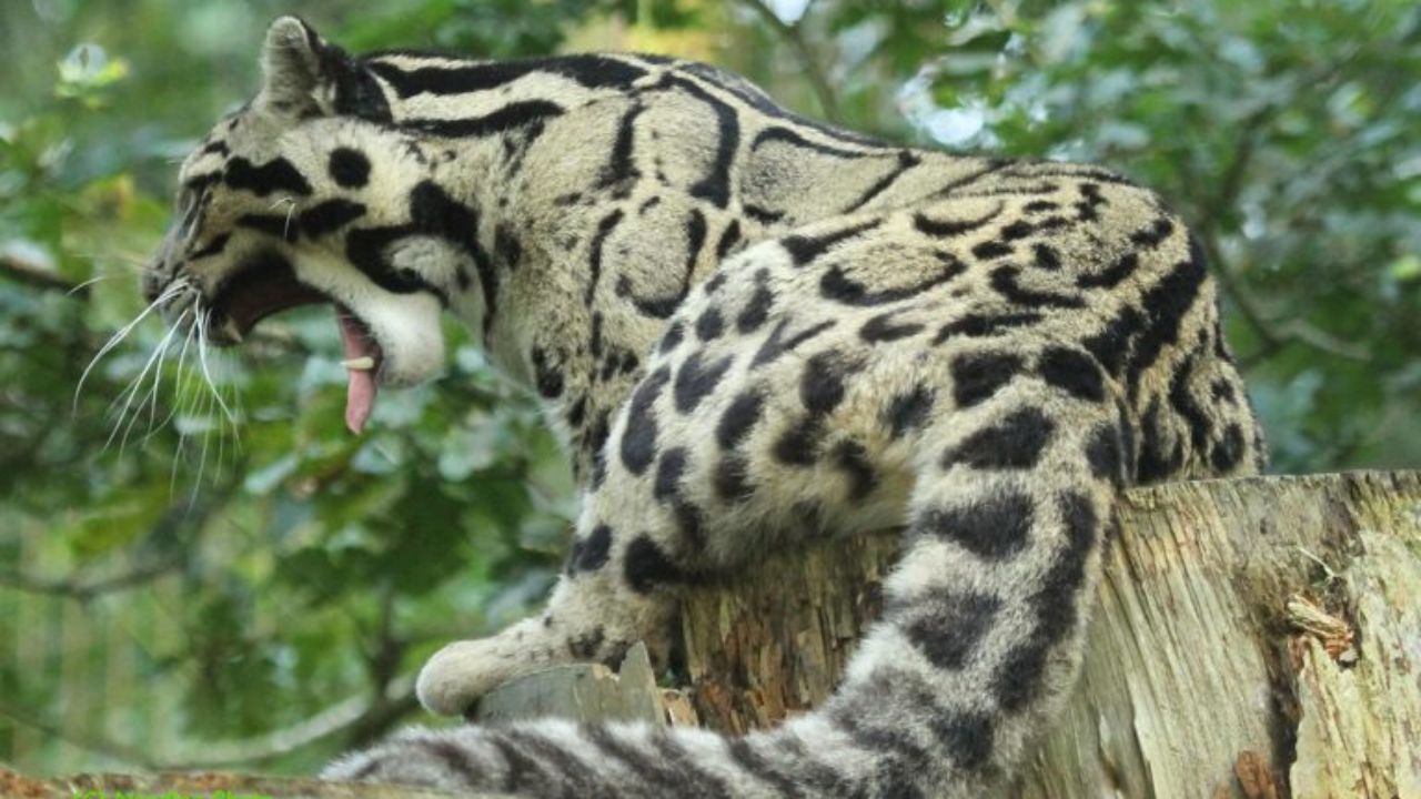 “Extinct” Leopard Taiwan Formosan Clouded leopard
