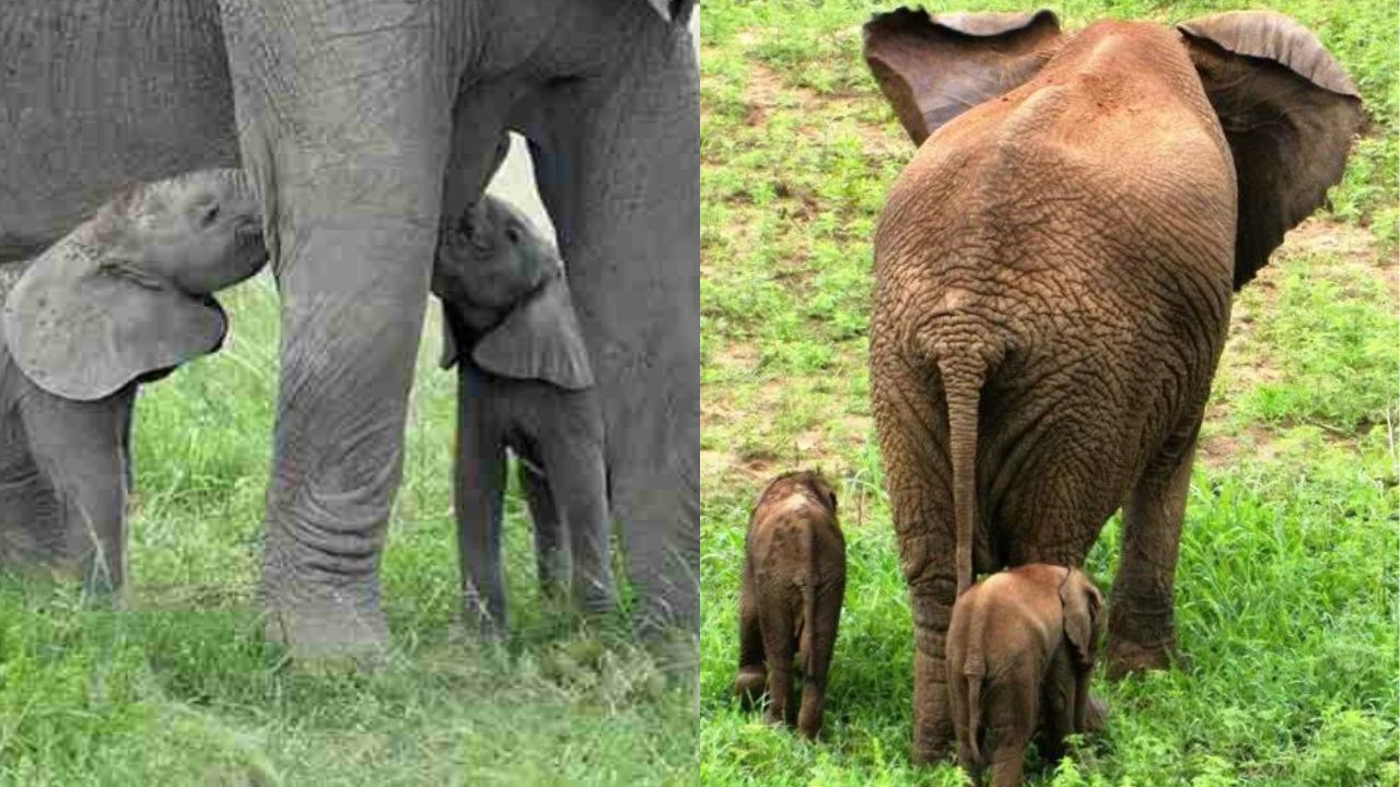 Rare Elephant Twins In The Zoo