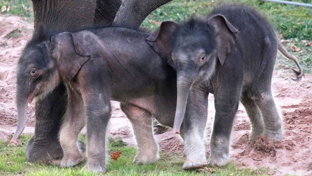 Rare Elephant Twins In The Zoo