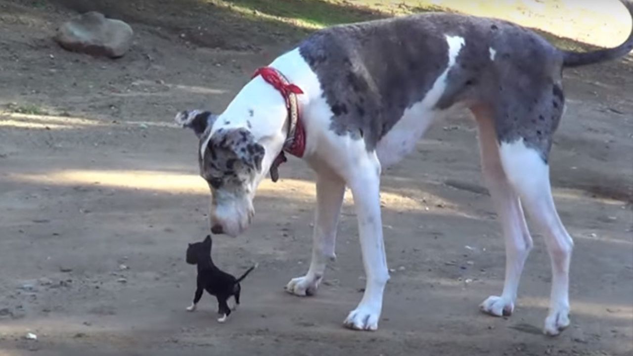 Minuscule Puppy Escapes Shelter Kennel And Tries To Make Friends With Large Dog