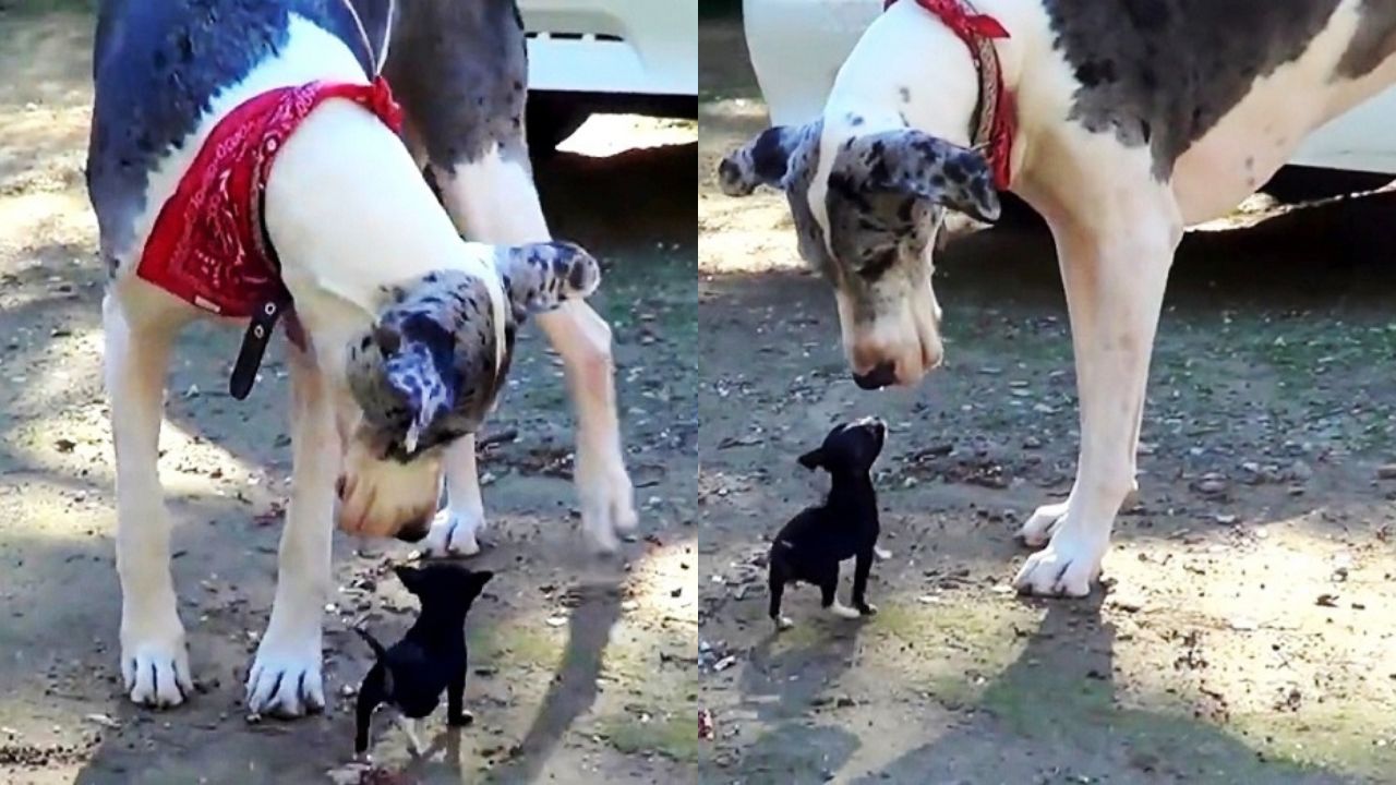 Minuscule Puppy Escapes Shelter Kennel And Tries To Make Friends With Large Dog