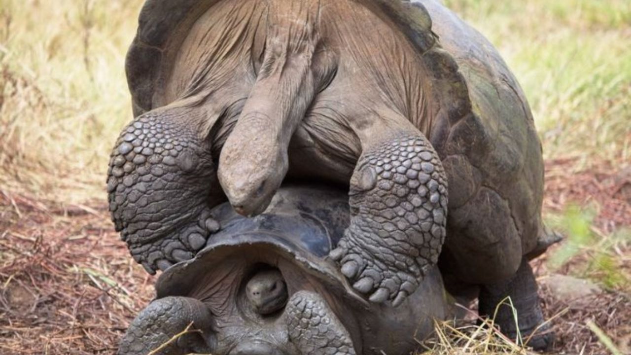 Hundred Years Old Giant Galapagos Tortoise