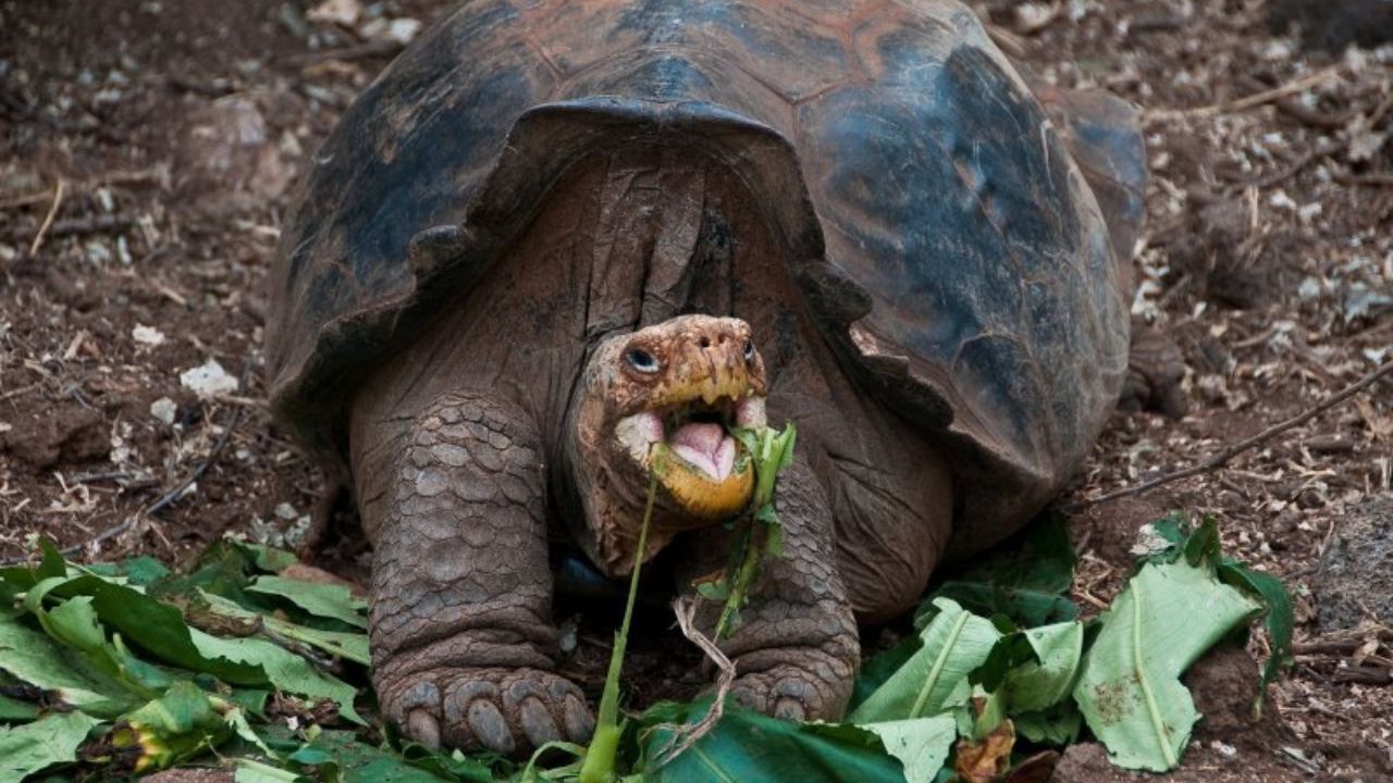 Hundred Years Old Giant Galapagos Tortoise