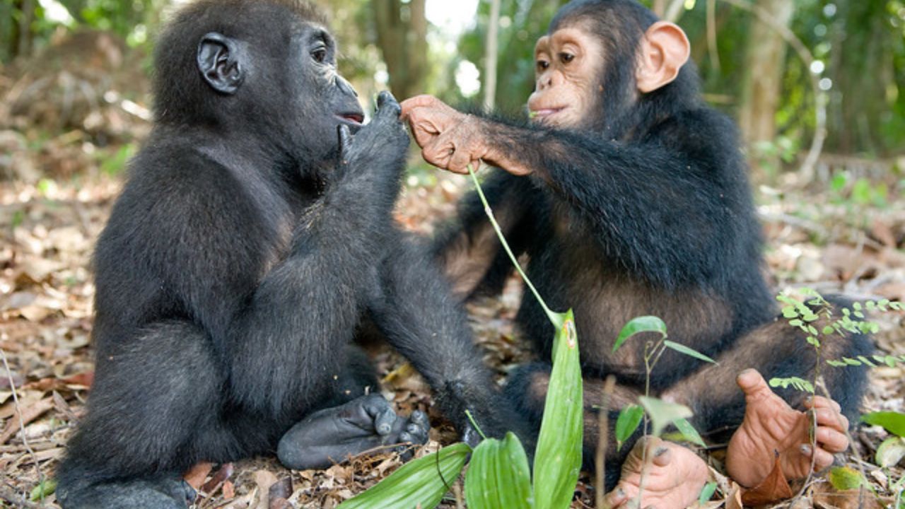 A Special Friendship Between Baby Gorilla And Baby Chimpanzee