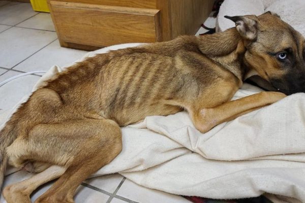 Starving Dog Has Only Bones Left And Still Trying To Survive