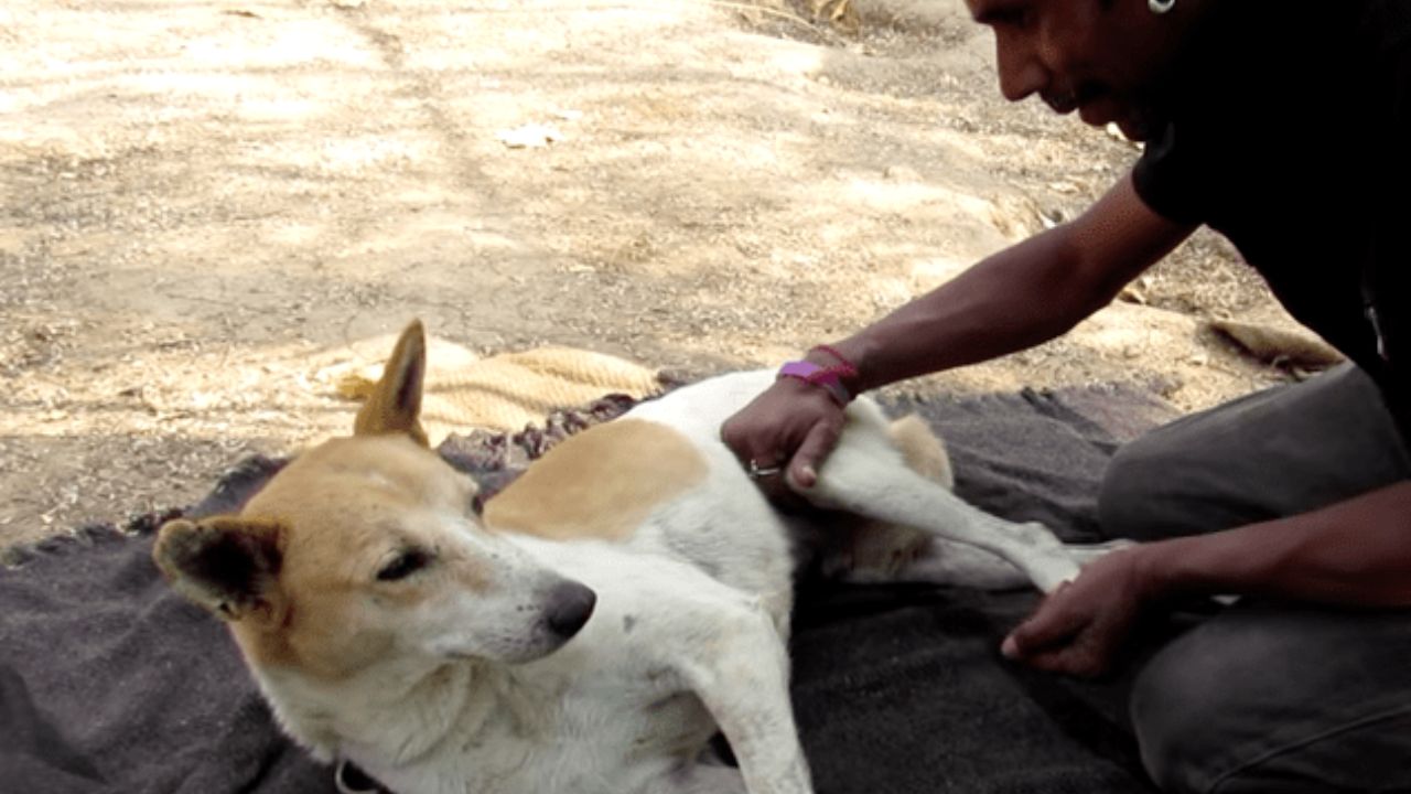 After Got Hit By Car, The Dog Was Paralyzed And Dragging On The Street, Begging For Food And Shelter For Months