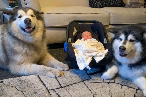 The World’s Safest Baby; Three Giant Dogs Guarding It