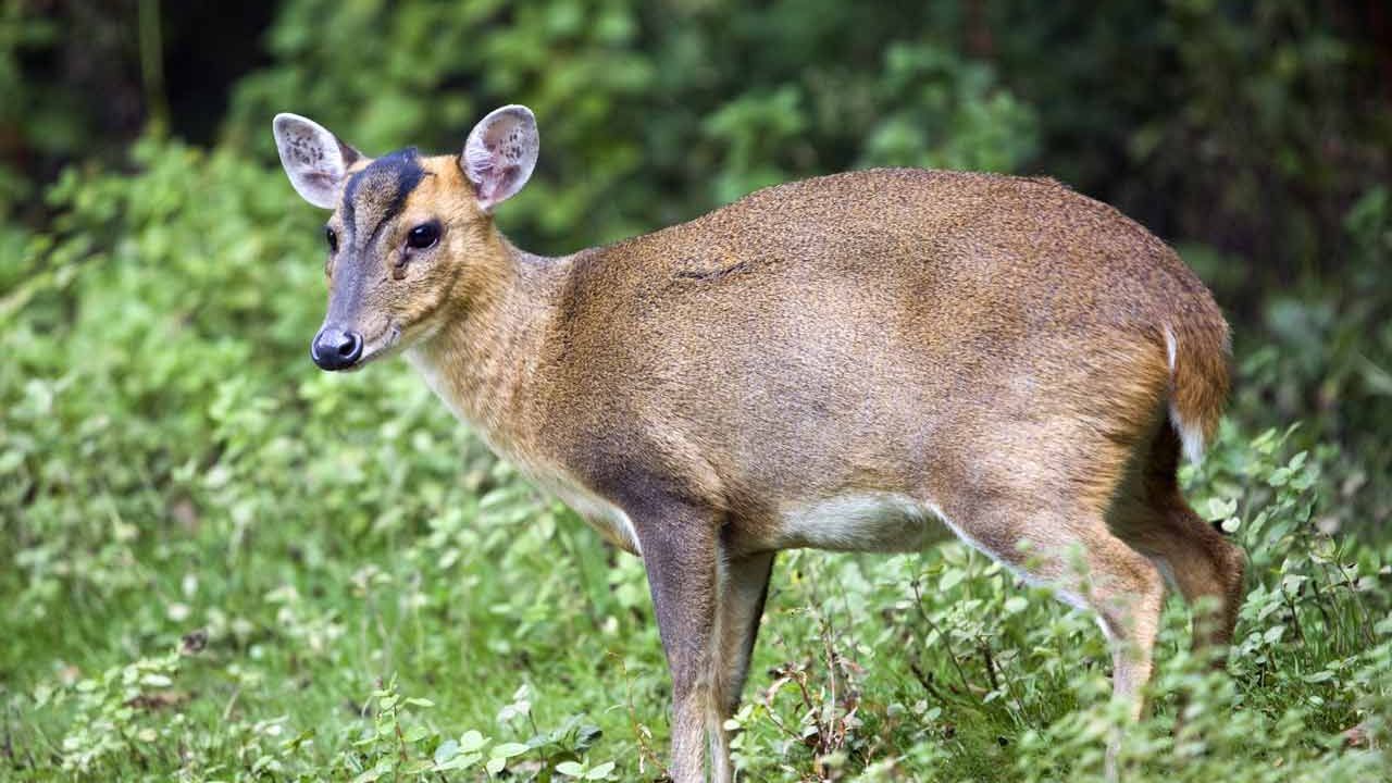 The Muntjac Deer: A Graceful and Elusive Creature - Majestic Birdz