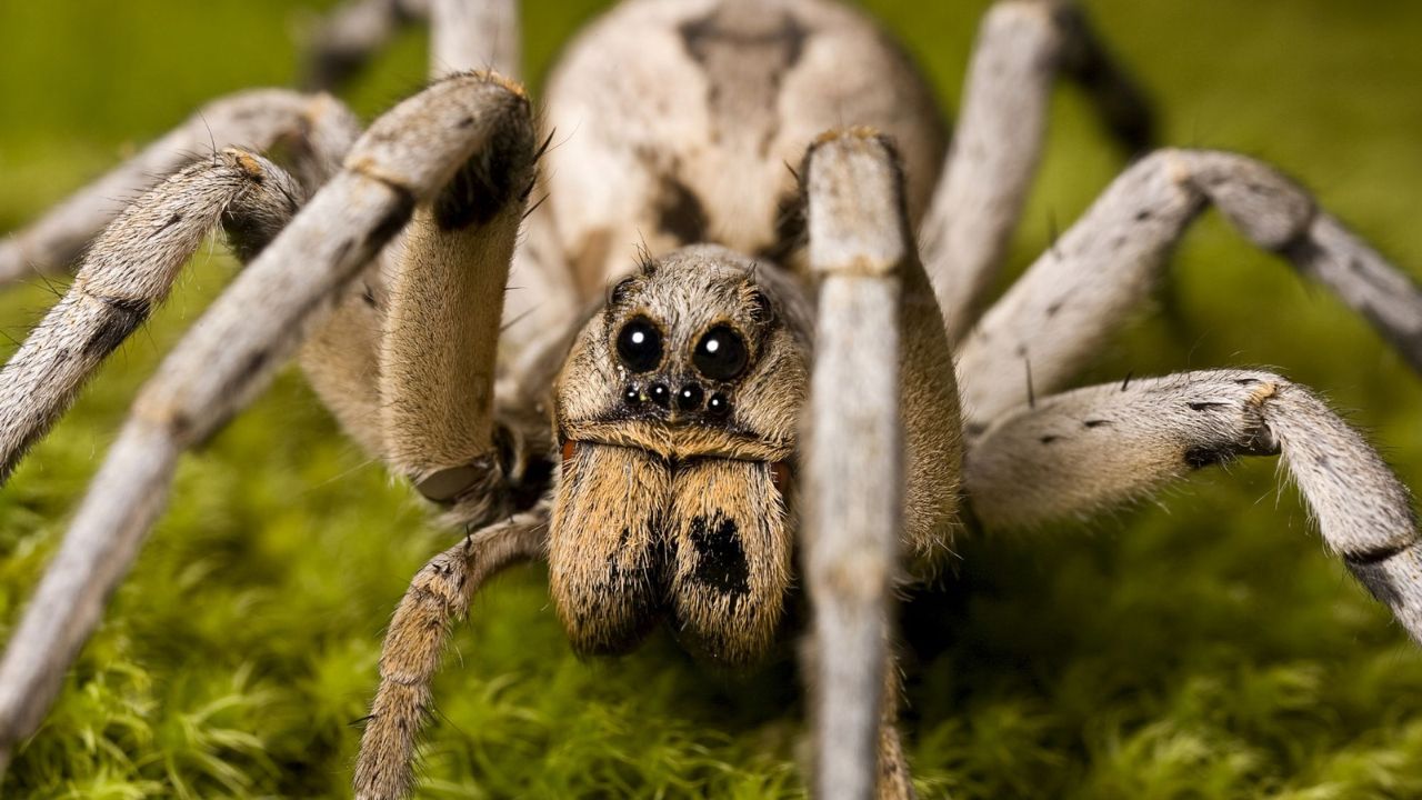 You Never Know an Intruder in the Cranberry Bogs: Wolf Spiders