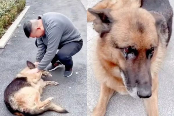 Retired Police Dog Burst Into Tears When She Met Her Former Manager