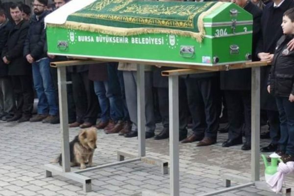 The Compassionate Dog Kneel In Front Of Its Owner’s Coffin, Bidding A Final Farewell