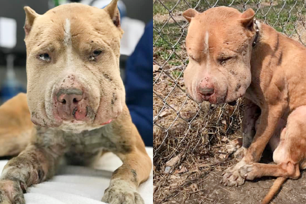 He Was Used As A Bait Dog, Chained To Fence, And Infection Spread Throughout His Body