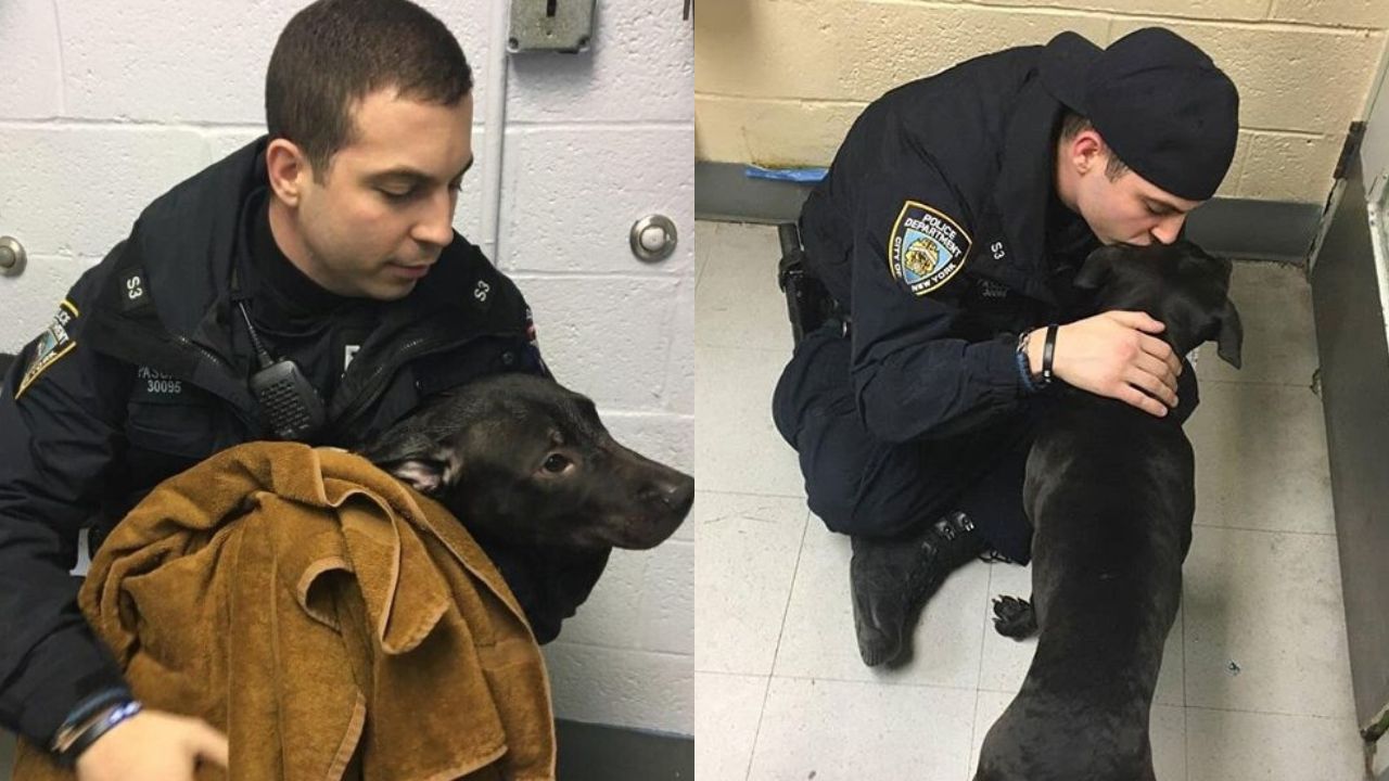 Heartening Rescue: A Caring Officer Rescuing And Fostering A Dog Stranded In The Pouring Rain