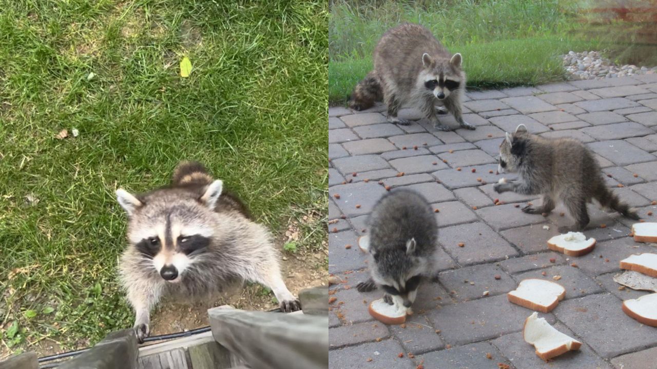 Mama Raccoon Brings 3 Extremely Rare Babies To Meet The Kind Woman Who Helped Her