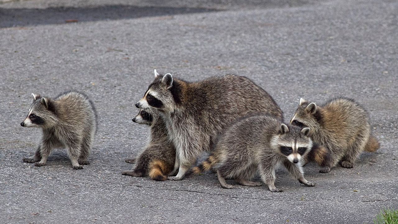 Mama Raccoon Brings 3 Extremely Rare Babies To Meet The Kind Woman Who Helped Her