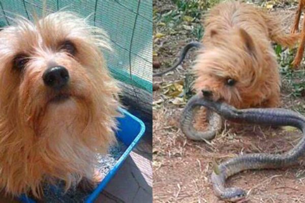 10-Year-Old Dog, Spike, Sacrifices His Life To Save His Owner From A Cobra’s Attack