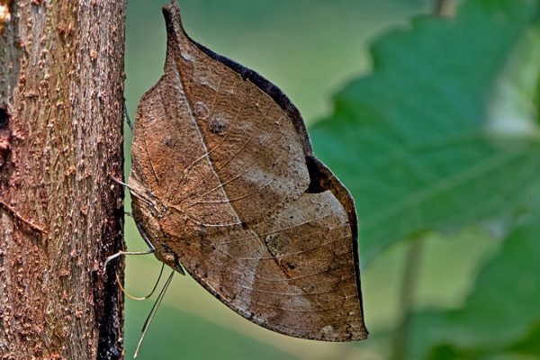 Indian Oakleaf Butterfly