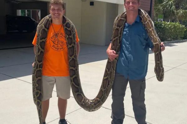 19 Feet Long Burmese Python Caught By Hunters In Florida.