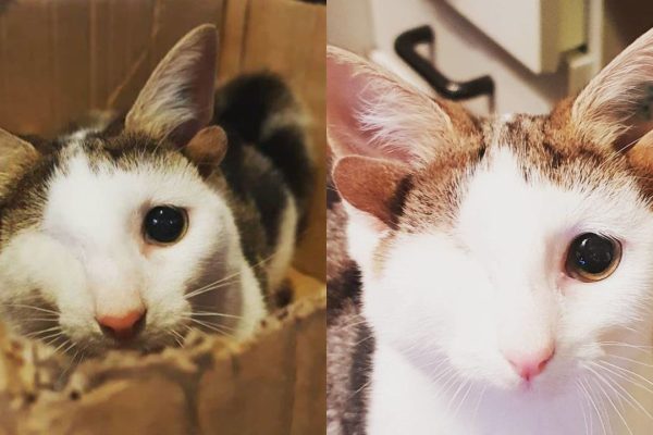 Rescue Kitten With 4 Ears And One Eye Escapes Misery After Finding His Forever Home