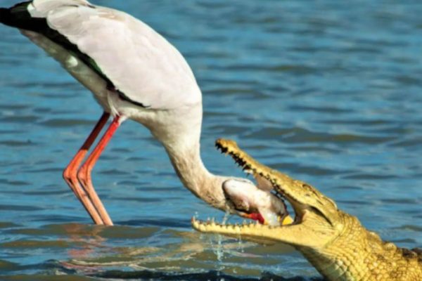 Fearless Stork Sticks Its Head In The Mouth of A Crocodile To Snatch Its Meal Back