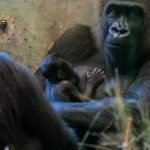 Shocking Twist At Columbus Zoo: Gorilla Considered To Be Male Gives Birth To A Baby Girl