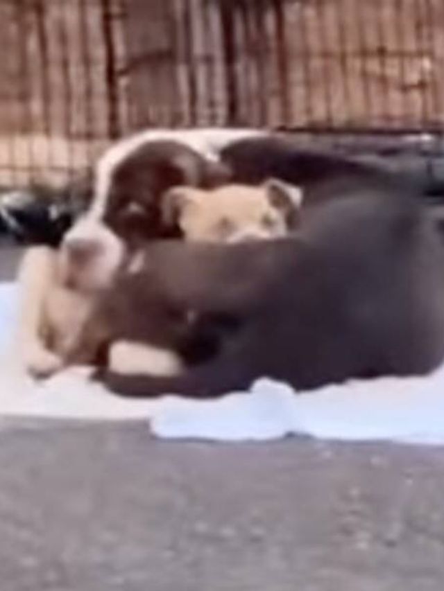 Mama Dog Cradling Her Puppy On The Street Filled With Joy Upon Seeing Her Rescuers