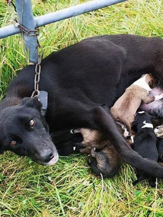 Abandoned Dog Tethered to Roadside Fence Cares for Puppies Alone