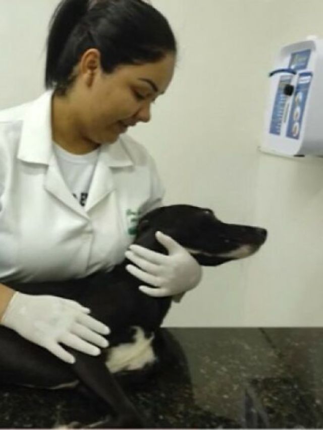 Footage Displays Stray Dog Entering Vet Clinic, Almost Appealing For Aid
