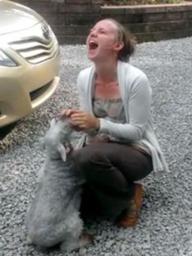 Lost Schnauzer Reunited with Owner, Overjoyed Dog Passes Out from Excitement