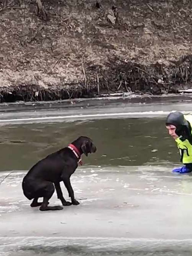 Brave Firefighters Save A North Dakota Dog Stranded on A Chunk of Ice In The River