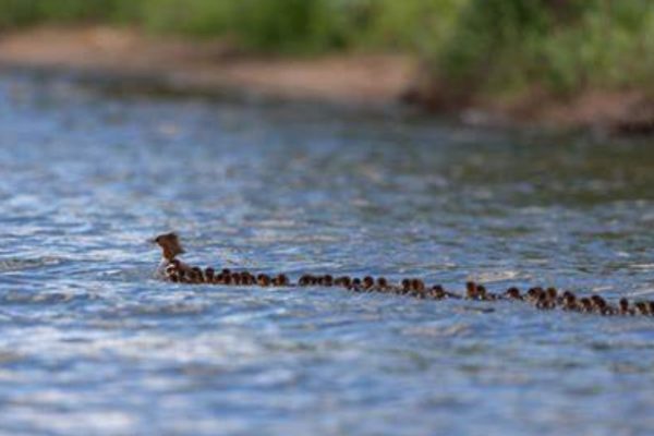 Photographer Spots Mother Duck With Giant Brood Of 76 Ducklings