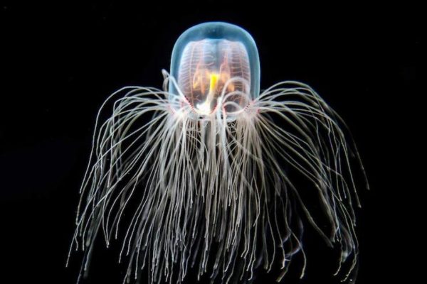 The Turritopsis Dohrnii: An Immortal Jellyfish That Can Cheat Death