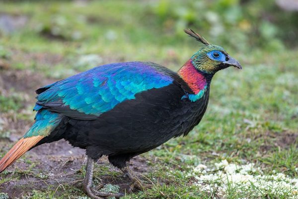 With Its Rainbow Plumage, The Himalayan Monal Earned The Title Of The National Bird Of Nepal 